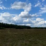 Lüneburger Heide 2